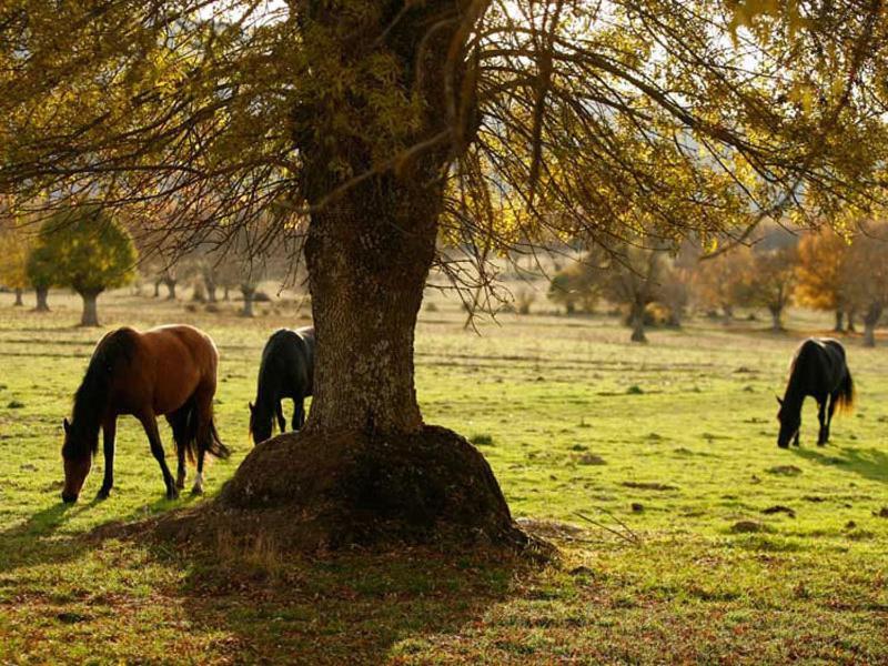 Villabamba Valdeavellano de Tera Εξωτερικό φωτογραφία