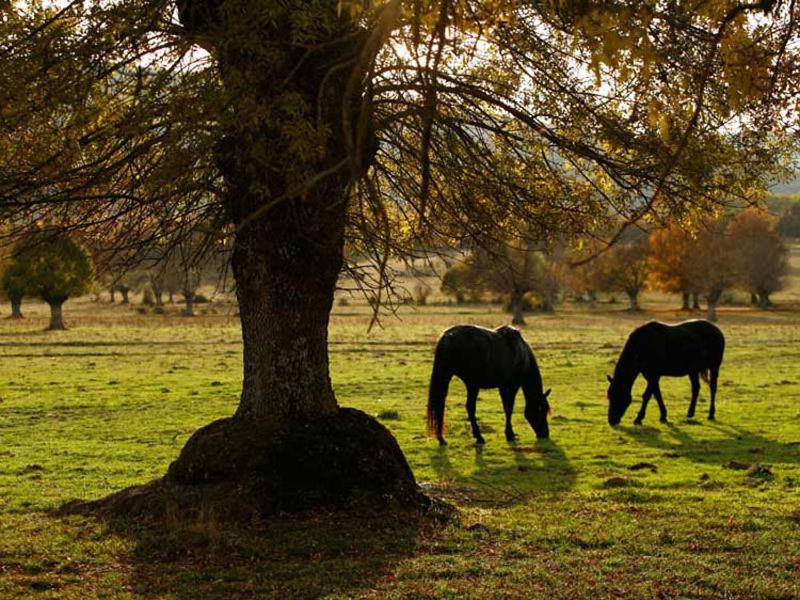 Villabamba Valdeavellano de Tera Εξωτερικό φωτογραφία